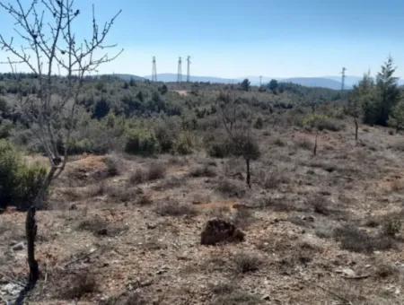 Der 200000M2 Mandelgarten Steht Im Zentrum Von Mugla Zum Verkauf.